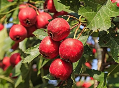 山楂