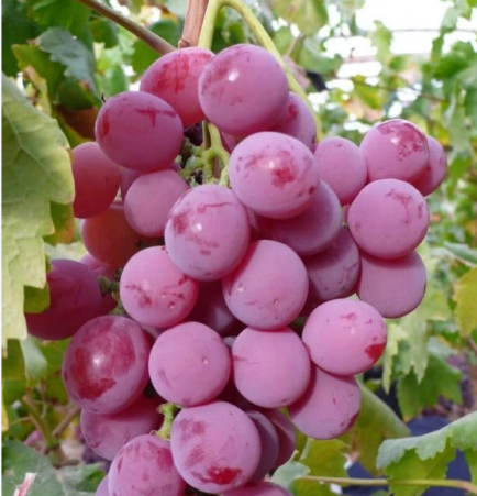 葡萄