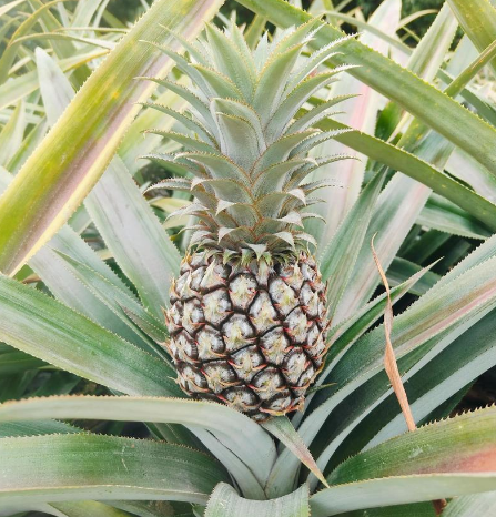 菠萝