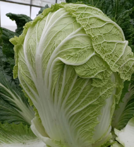 大白菜