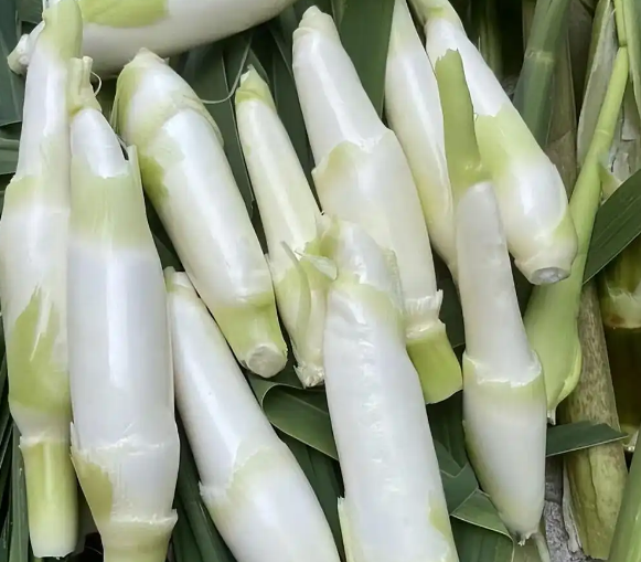 茭白