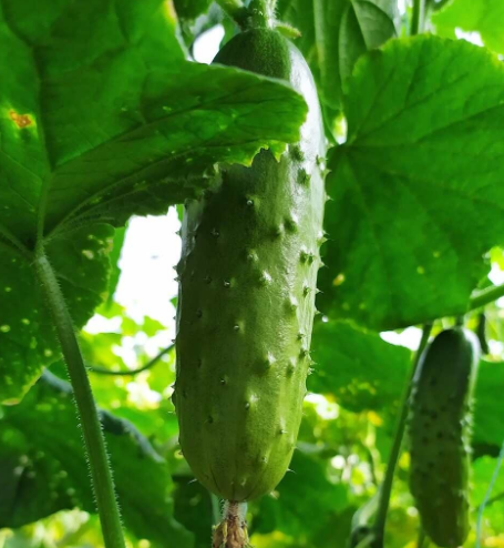黄瓜
