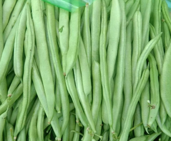四季豆