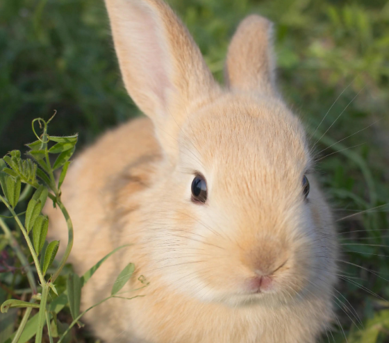 兔子