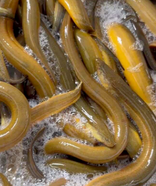 黄鳝