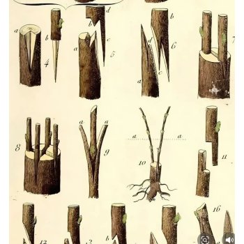 常见果树的嫁接手法和时间