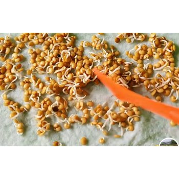 哪些种子需要催芽？