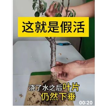 植物种先发芽出现假活怎么办