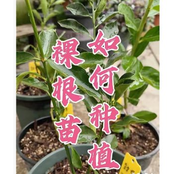 裸根苗如何种植才能使成活率更高？