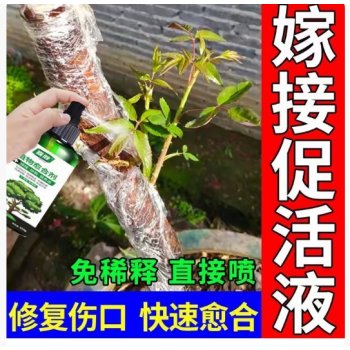 嫁接口需要消毒吗？或者怎么消毒？