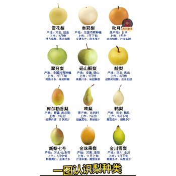 常见梨的品种