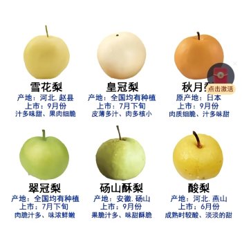 常见梨的品种