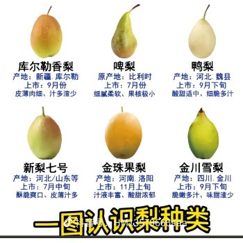 常见梨的品种