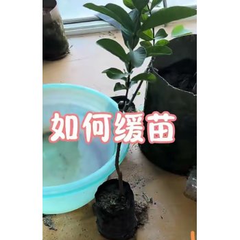 刚栽下的果树如何快速缓苗？