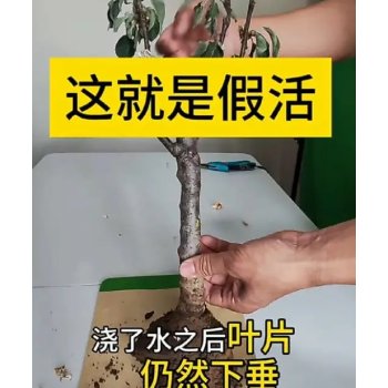 如何判断种下去的树苗是真活还是假活？