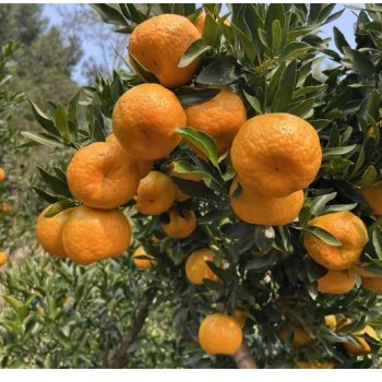 柑橘树一年能发几次梢？每次发梢的具体时间是什么？