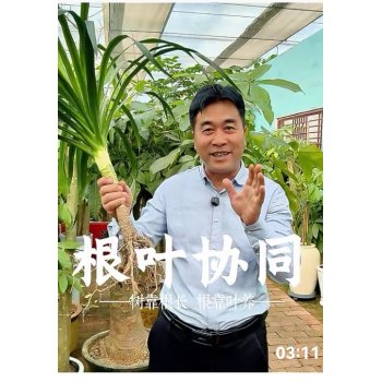 植物的根和叶都有些什么作用？