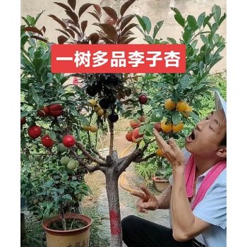 我有一棵李子树，但是那个李子树结的果特别特别小。现在我想嫁接，请问这棵树上面能嫁接哪些李子品种？