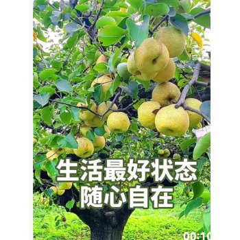 梨树每年抽几次树梢。每次抽树梢的时间是多少？